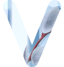 Verba